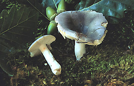  Image name: Russula_virescens2.jpg 
 width: 275 pixel 
 height: 177 pixel 
 Size: 42900 bytes 
 Click to enlarge 